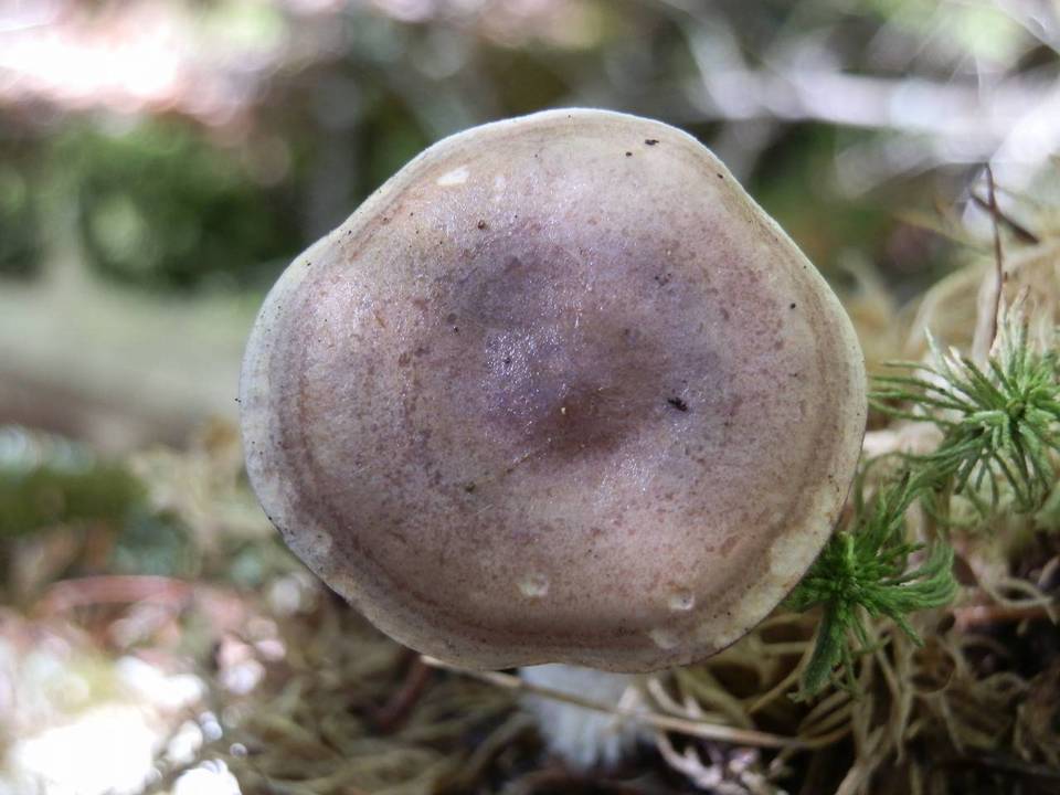 Lactarius uvidus var. acystidiosus image