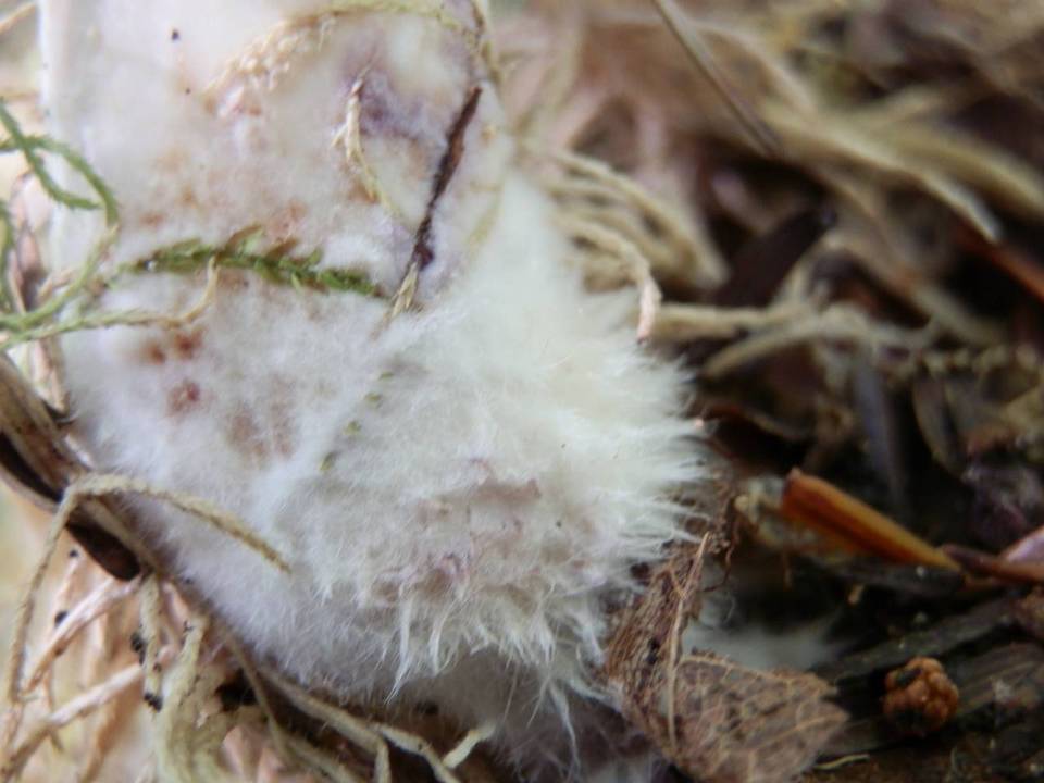 Lactarius uvidus var. acystidiosus image