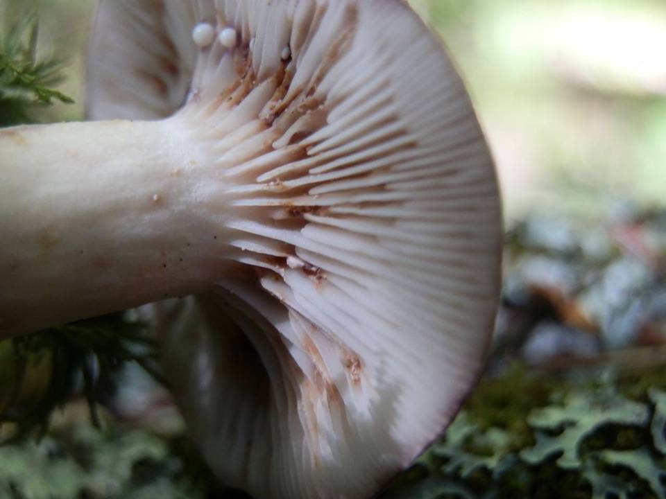Lactarius uvidus var. acystidiosus image