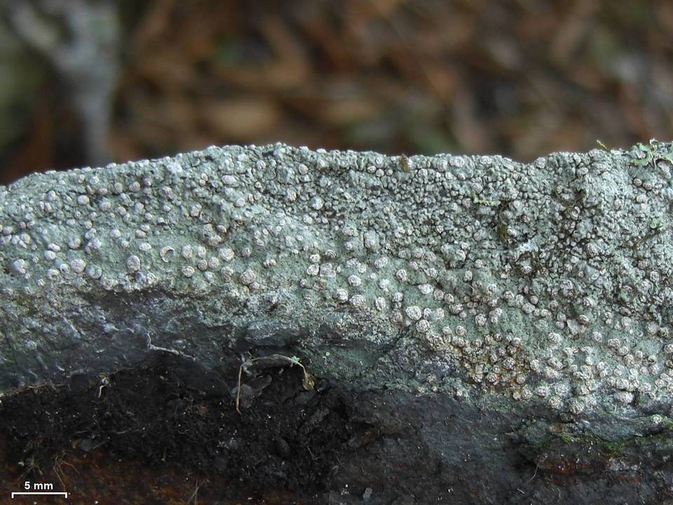 Enterographa zonata image