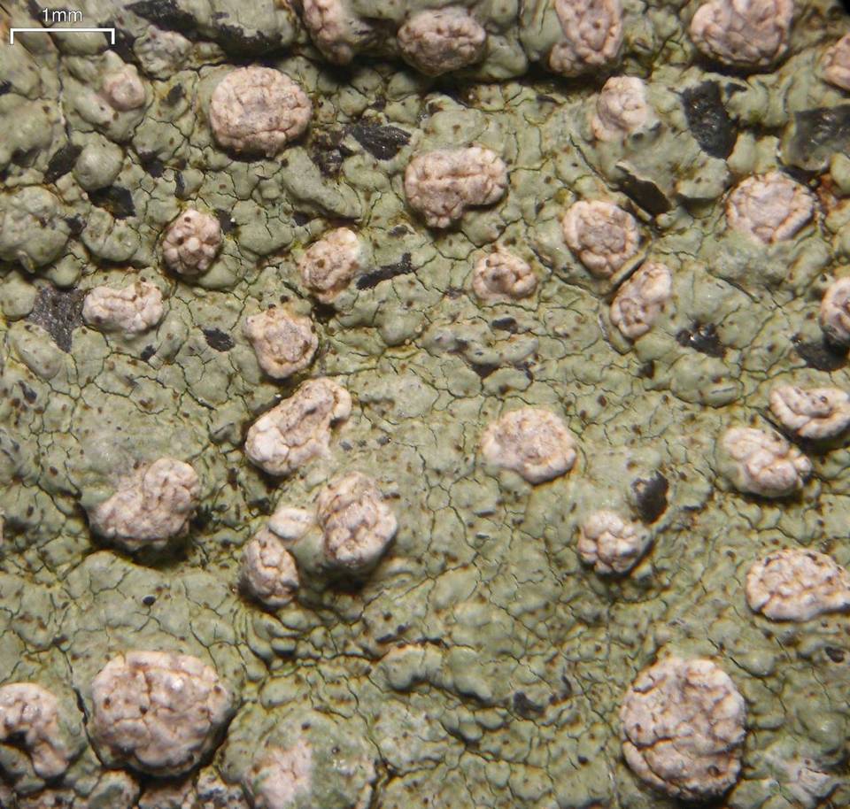 Enterographa zonata image