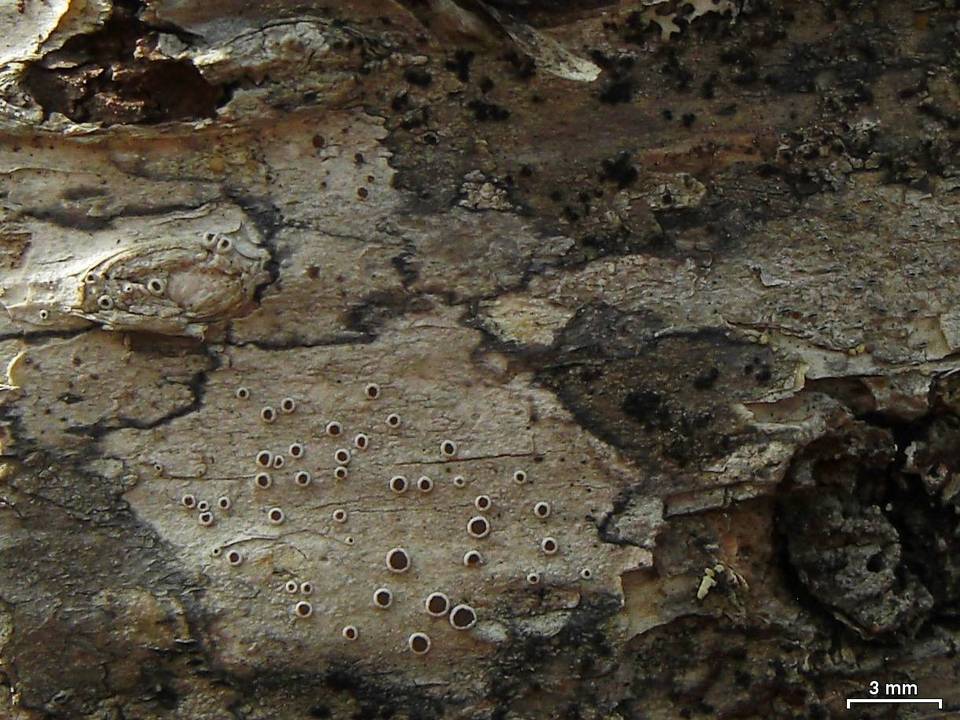 Lecanora wisconsinensis image
