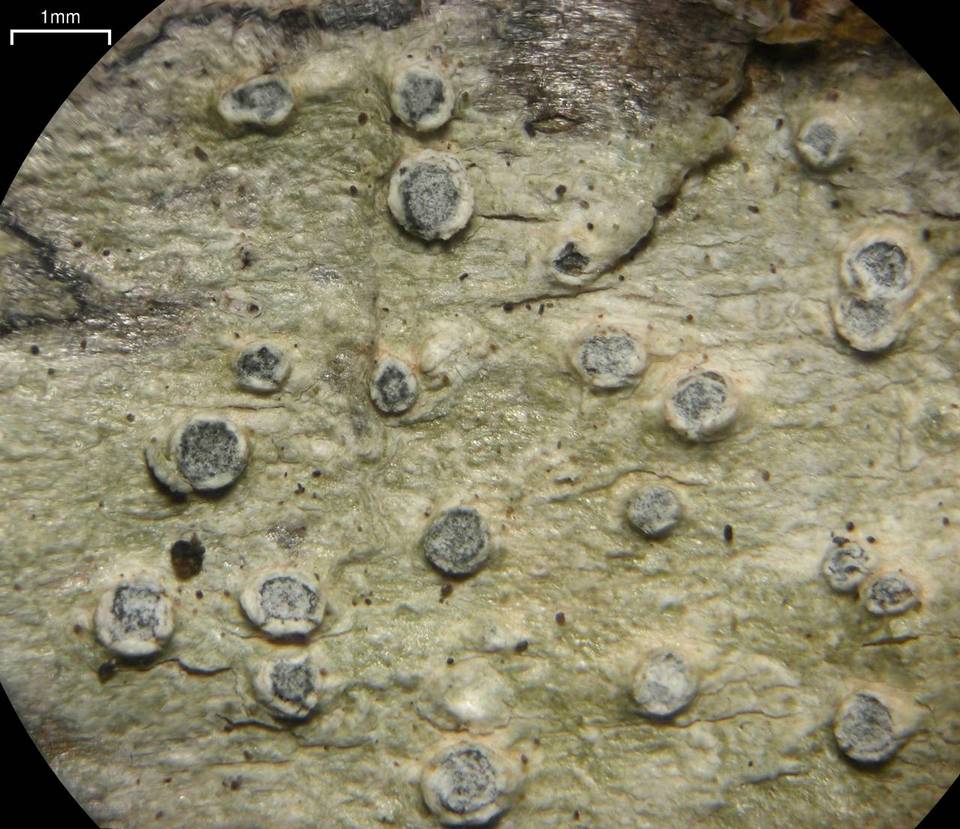 Pertusaria waghornei image