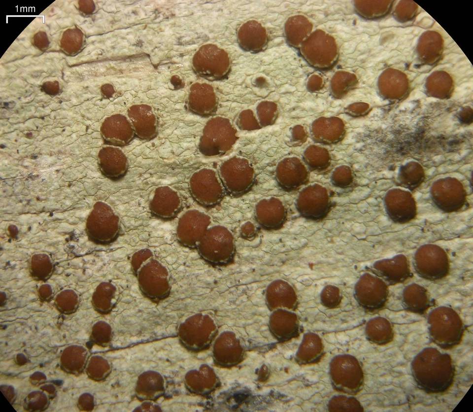 Lecanora wisconsinensis image