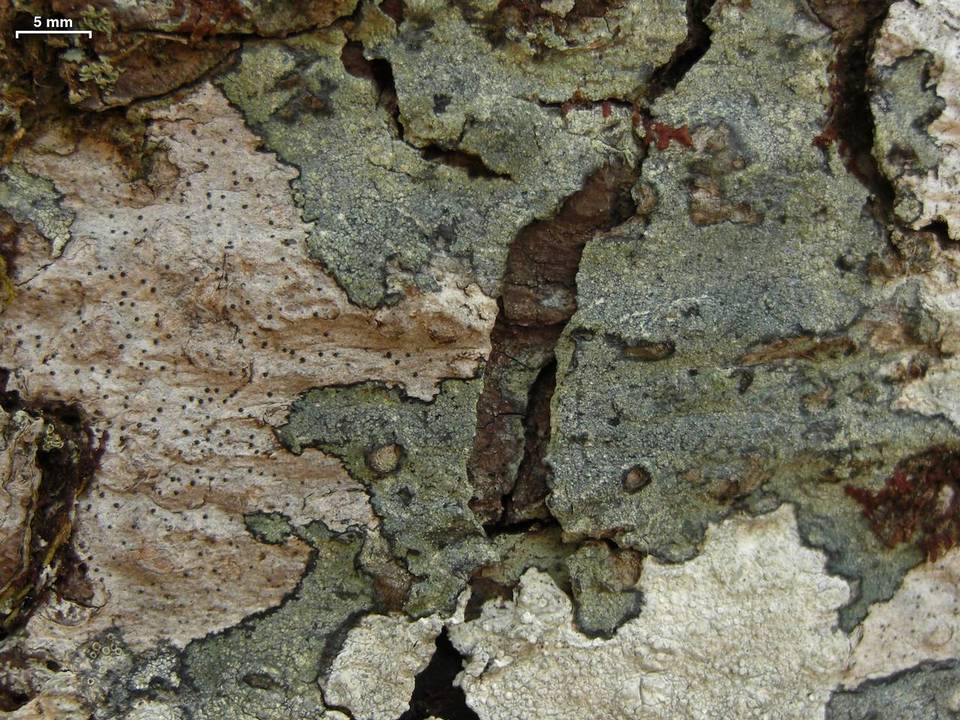 Rinodina colobinoides image