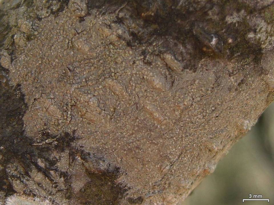 Phlyctis speirea image