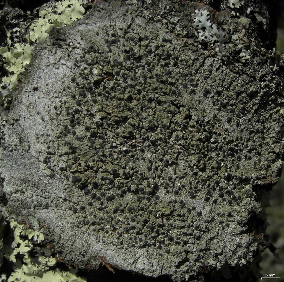 Mycoblastus sanguinarioides image