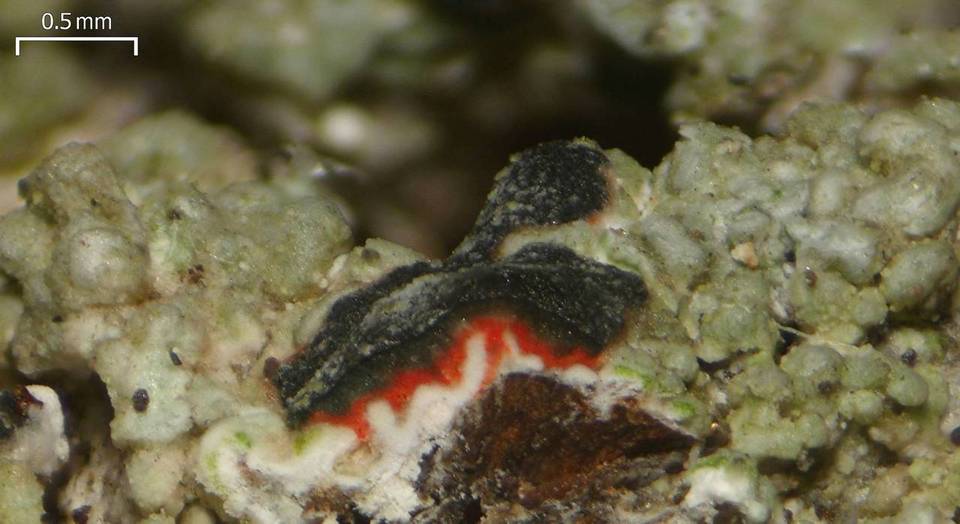 Mycoblastus sanguinarioides image