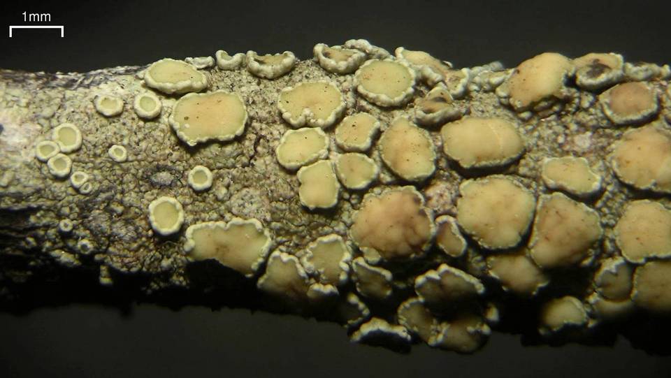 Lecanora masana image