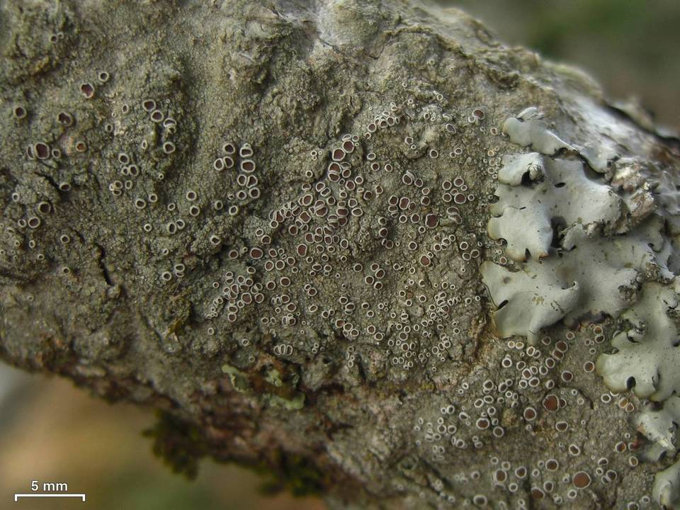 Lecanora chlarotera image