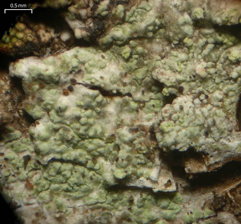 Pycnora image