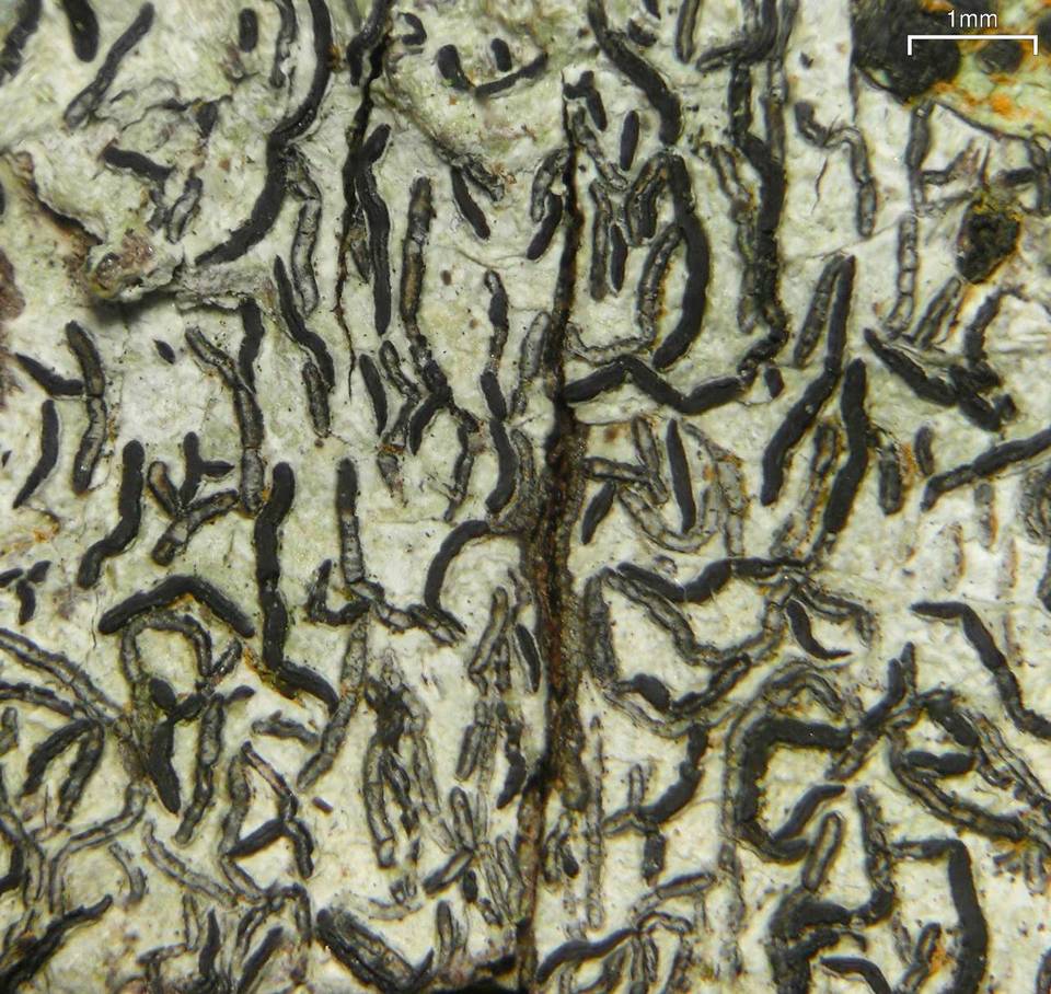 Graphis desquamescens image