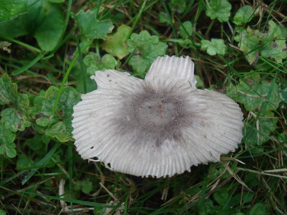 Amanita pachysperma image