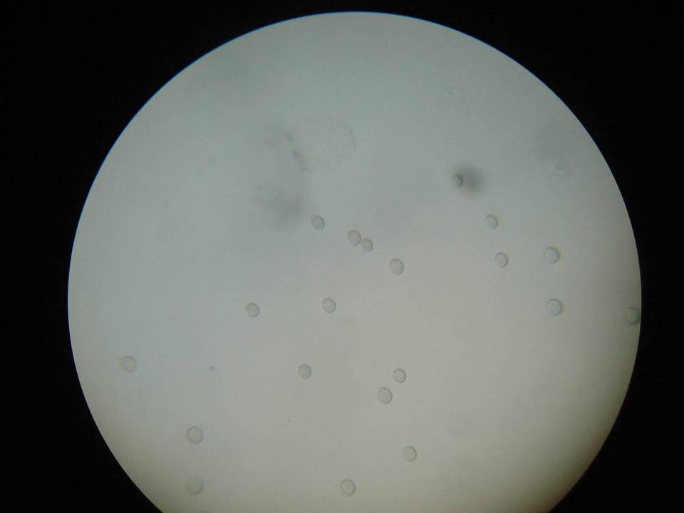 Amanita pachysperma image