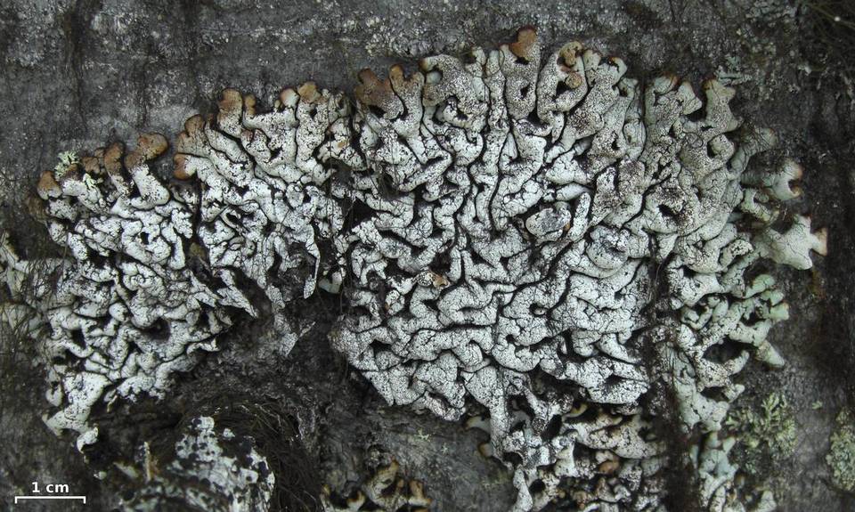 Hypogymnia rugosa image