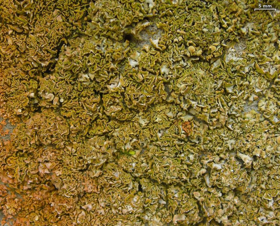 Xanthomendoza mendozae image