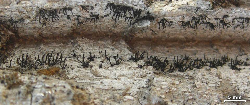Exophiala calicioides image