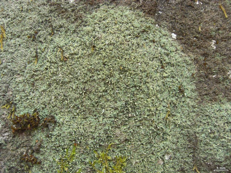 Pilophorus cereolus image