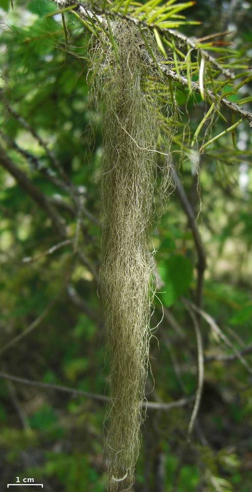 Bryoria capillaris image