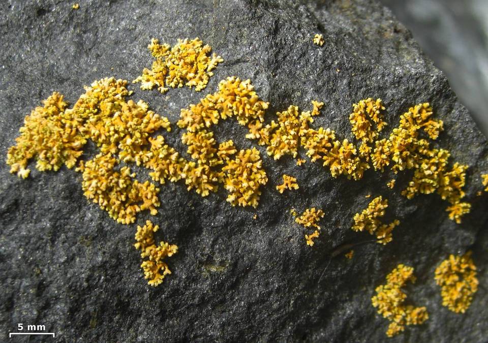 Xanthomendoza mendozae image