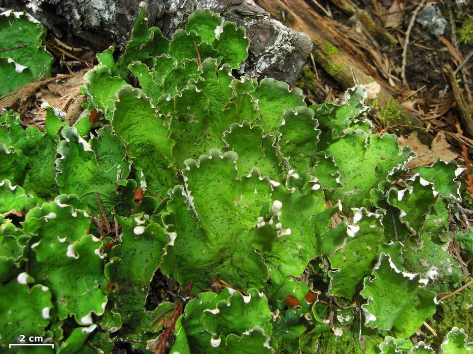 Peltigera chionophila image