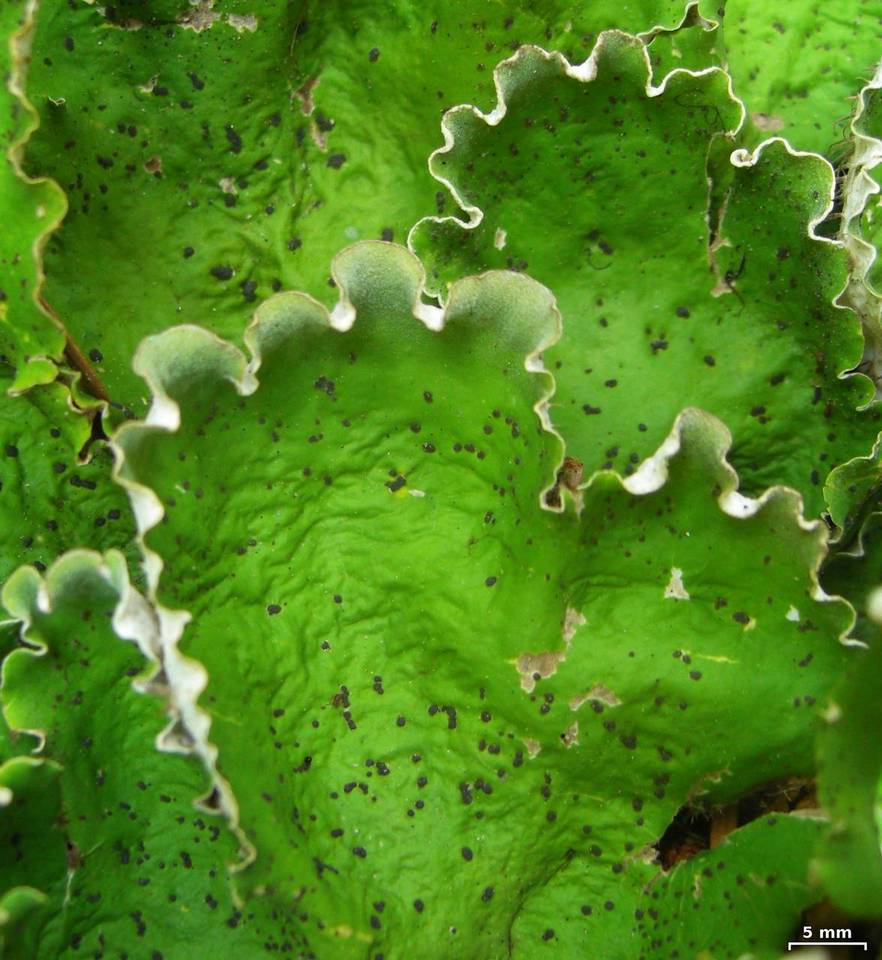 Peltigera chionophila image