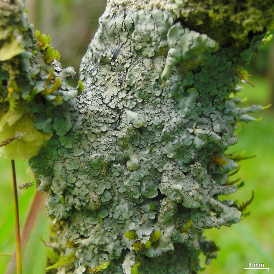 Coccocarpia pellita image