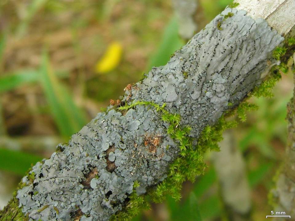 Coccocarpia pellita image
