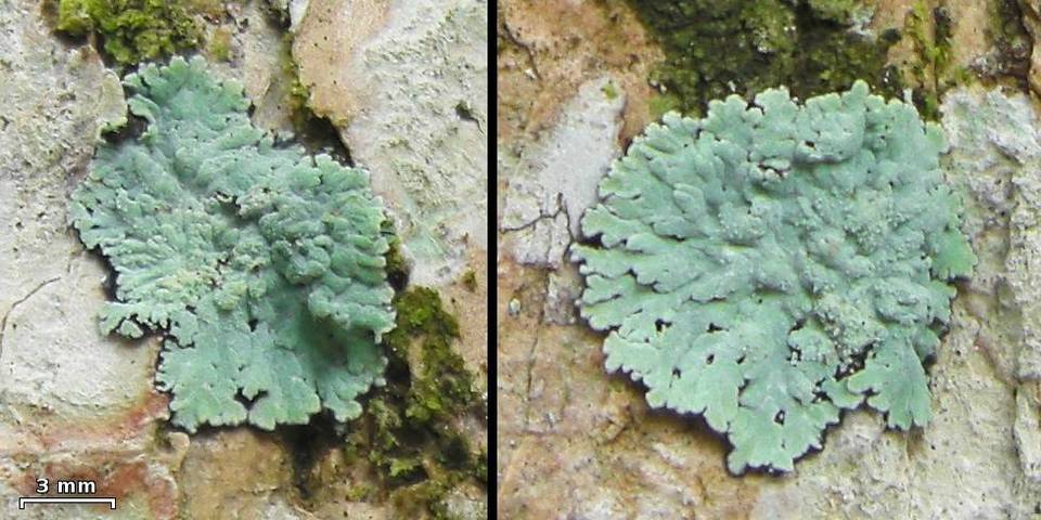Crocynia pyxinoides image