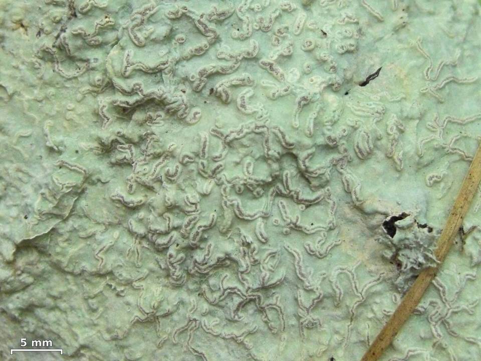Diorygma poitaei image