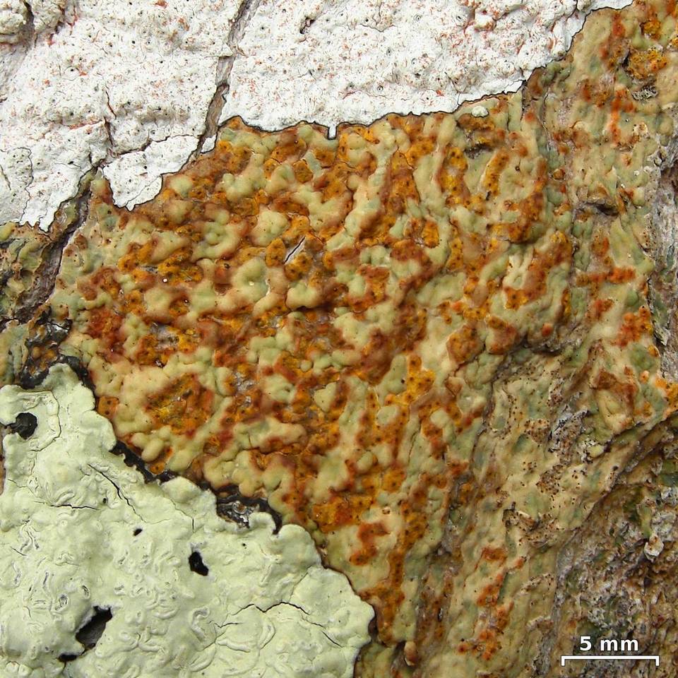 Trypethelium aeneum image
