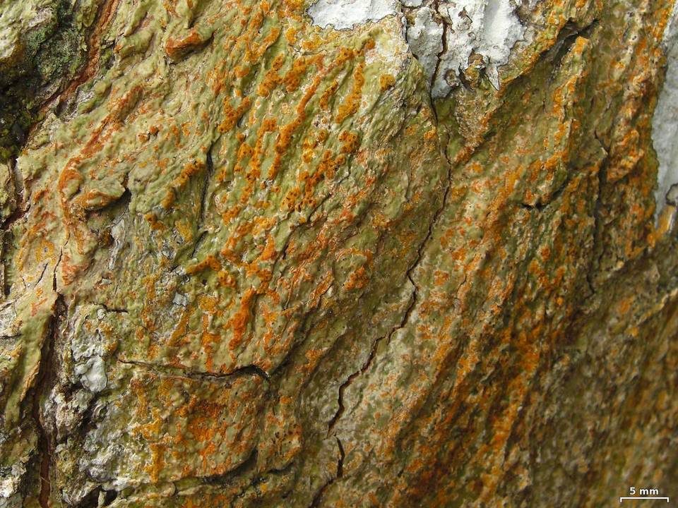 Trypethelium aeneum image