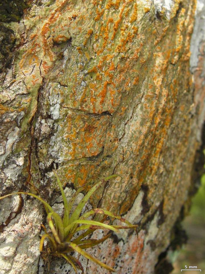 Trypethelium aeneum image