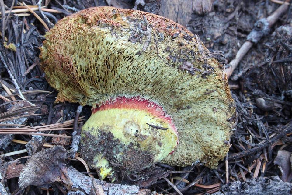 Gastroboletus vividus image