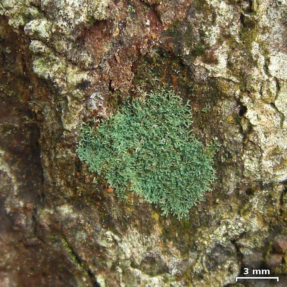 Coccocarpia prostrata image