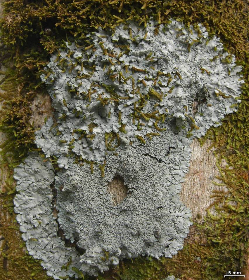 Coccocarpia pellita image
