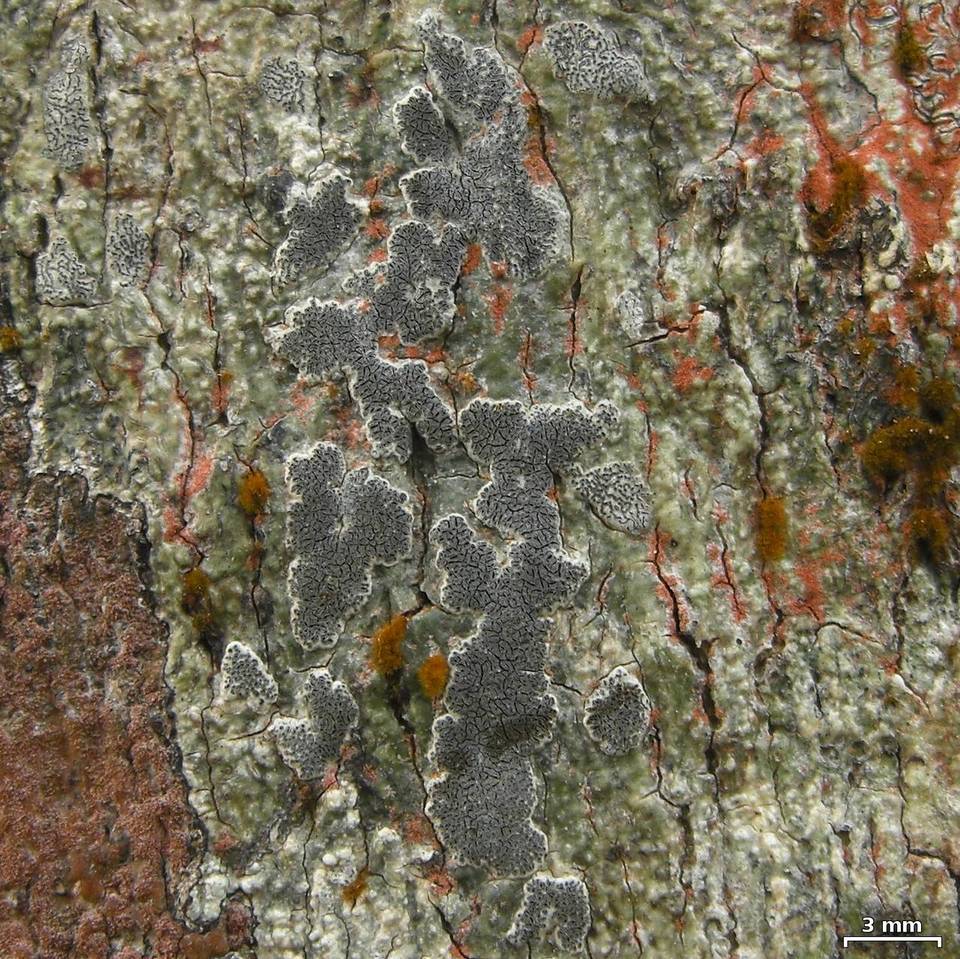 Sarcographa labyrinthica image