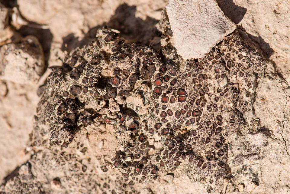 Peltula richardsii image