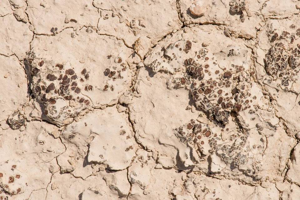 Peltula richardsii image