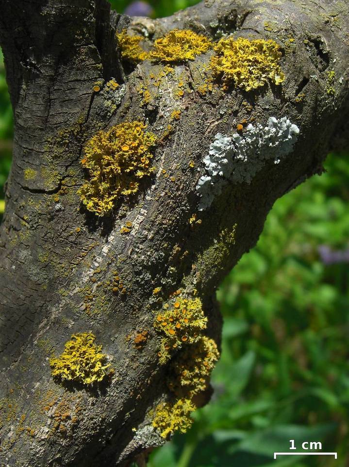 Teloschistes hosseusianus image