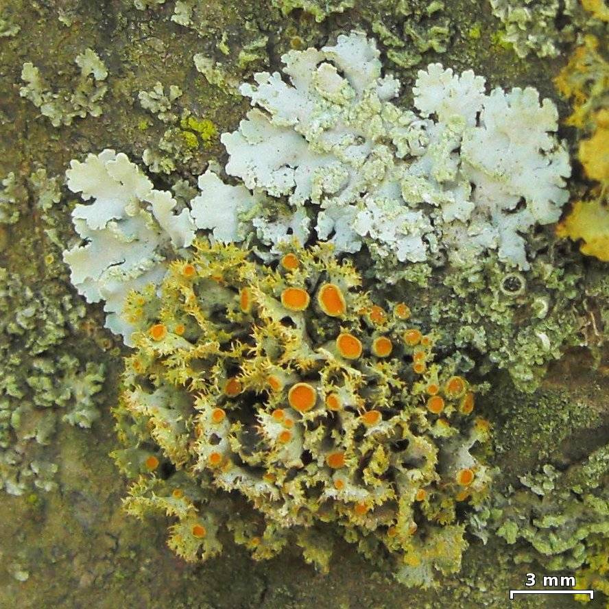 Teloschistes hosseusianus image