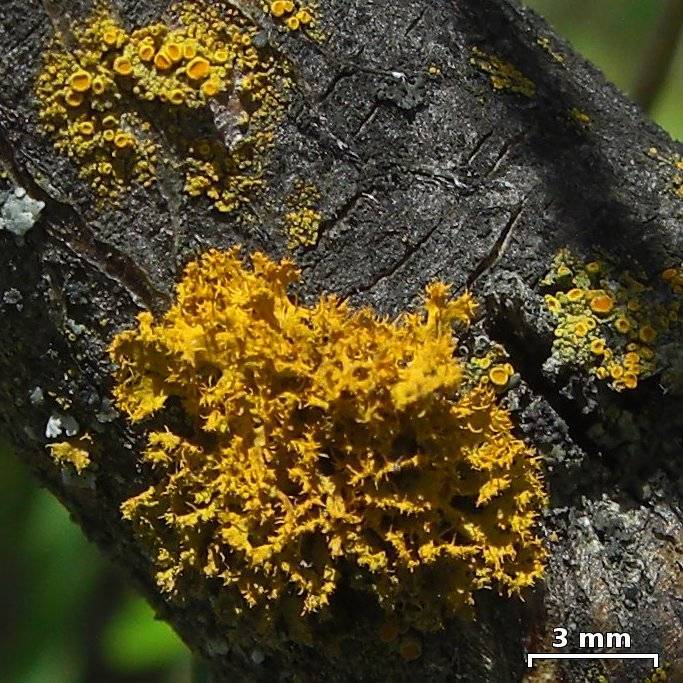 Teloschistes hosseusianus image