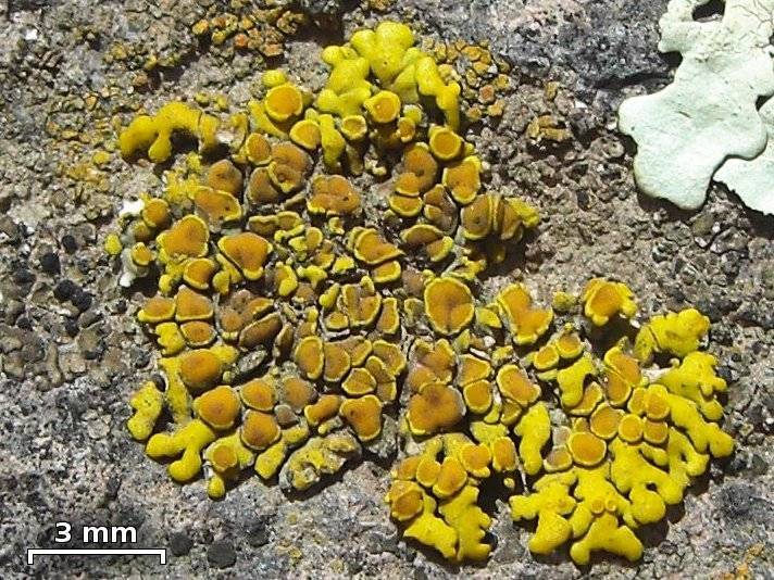 Placomaronea candelarioides image