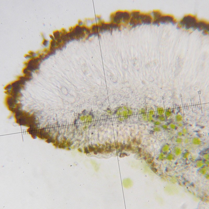 Caloplaca tiroliensis image