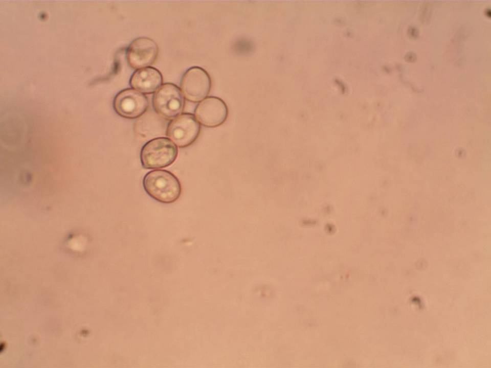 Pluteus saupei image