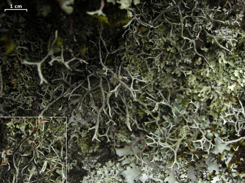 Everniastrum vexans image