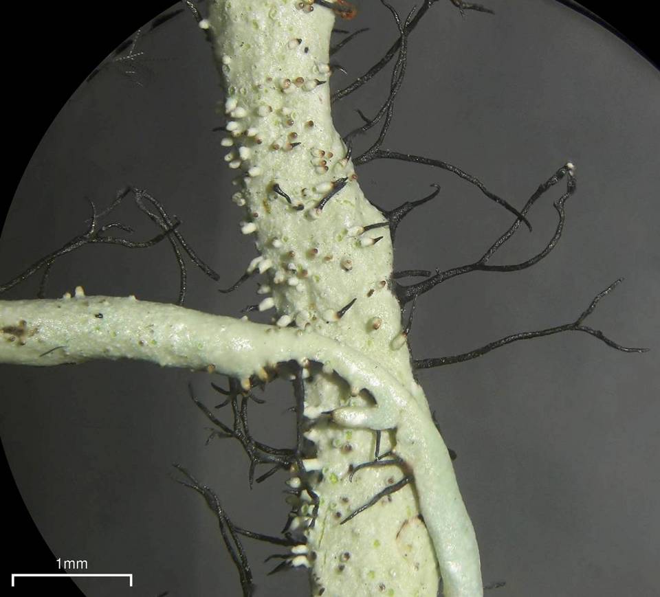 Everniastrum vexans image