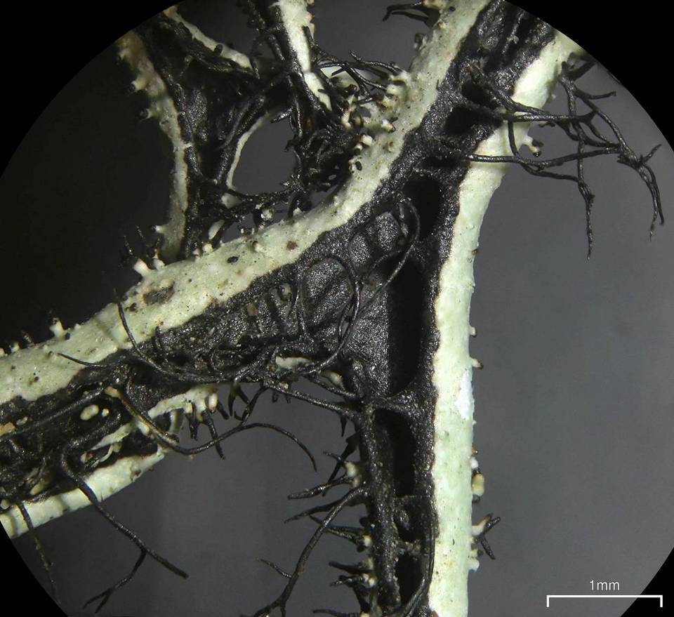 Everniastrum vexans image
