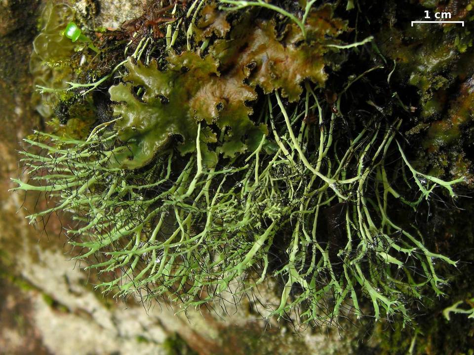 Heterodermia lutescens image