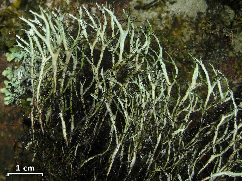 Heterodermia lutescens image